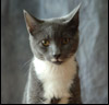 Pets Gallery